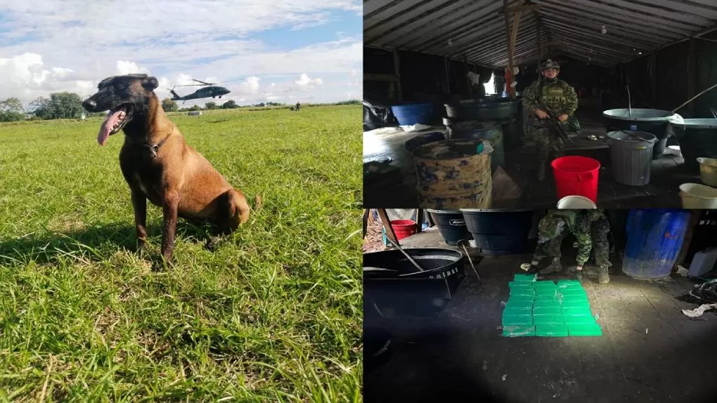Daga, la pastor belga del Ejército Nacional que ayudó en la incautación de 475 kilogramos de clorhidrato de cocaína en Nariño