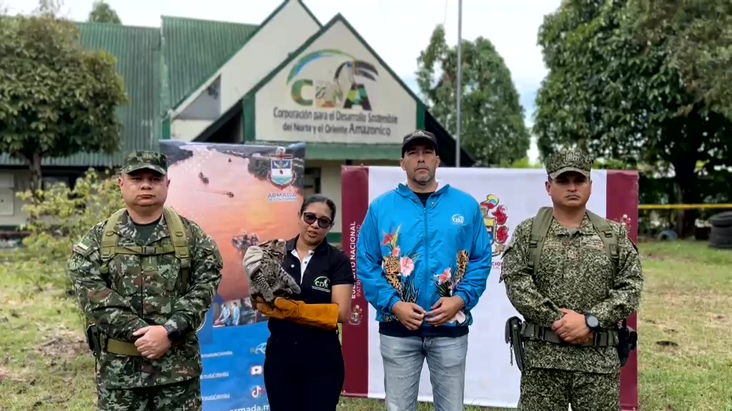 Ejército Nacional rescata tigrillo en zona rural de Guainía.
