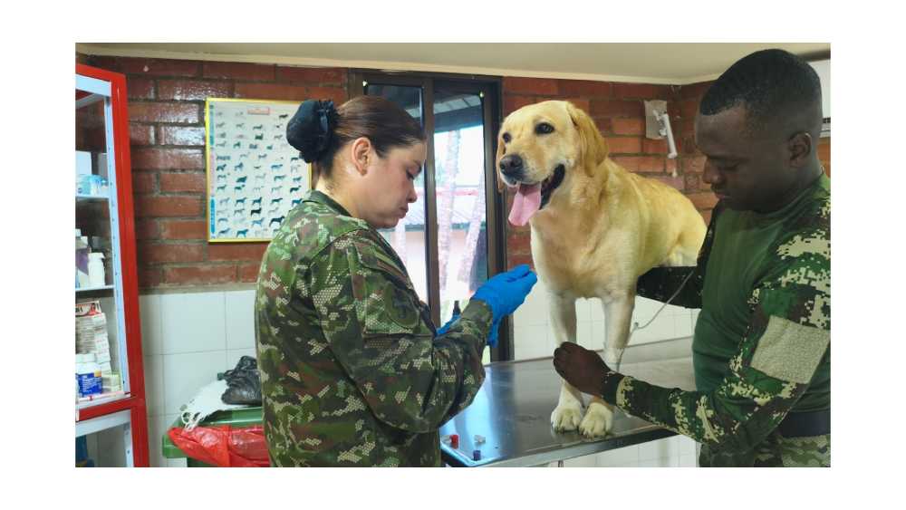 Cuatro patas, una misma misión: así se cuida a los caninos que sirven junto al Ejército Nacional